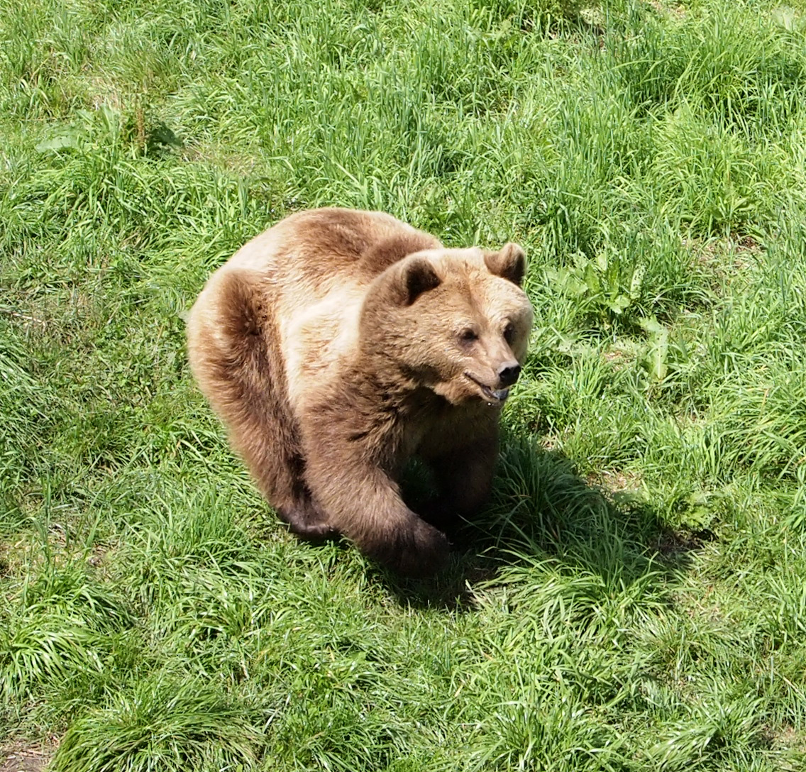Bear